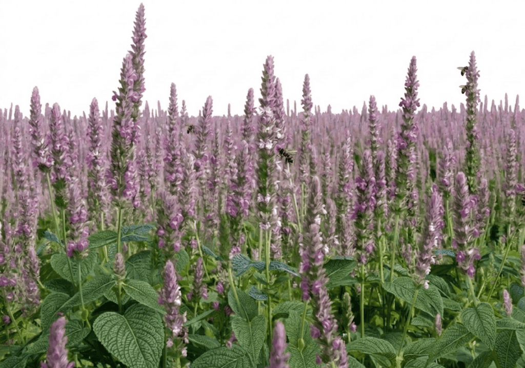 Campo com plantas floridas de flores roxas