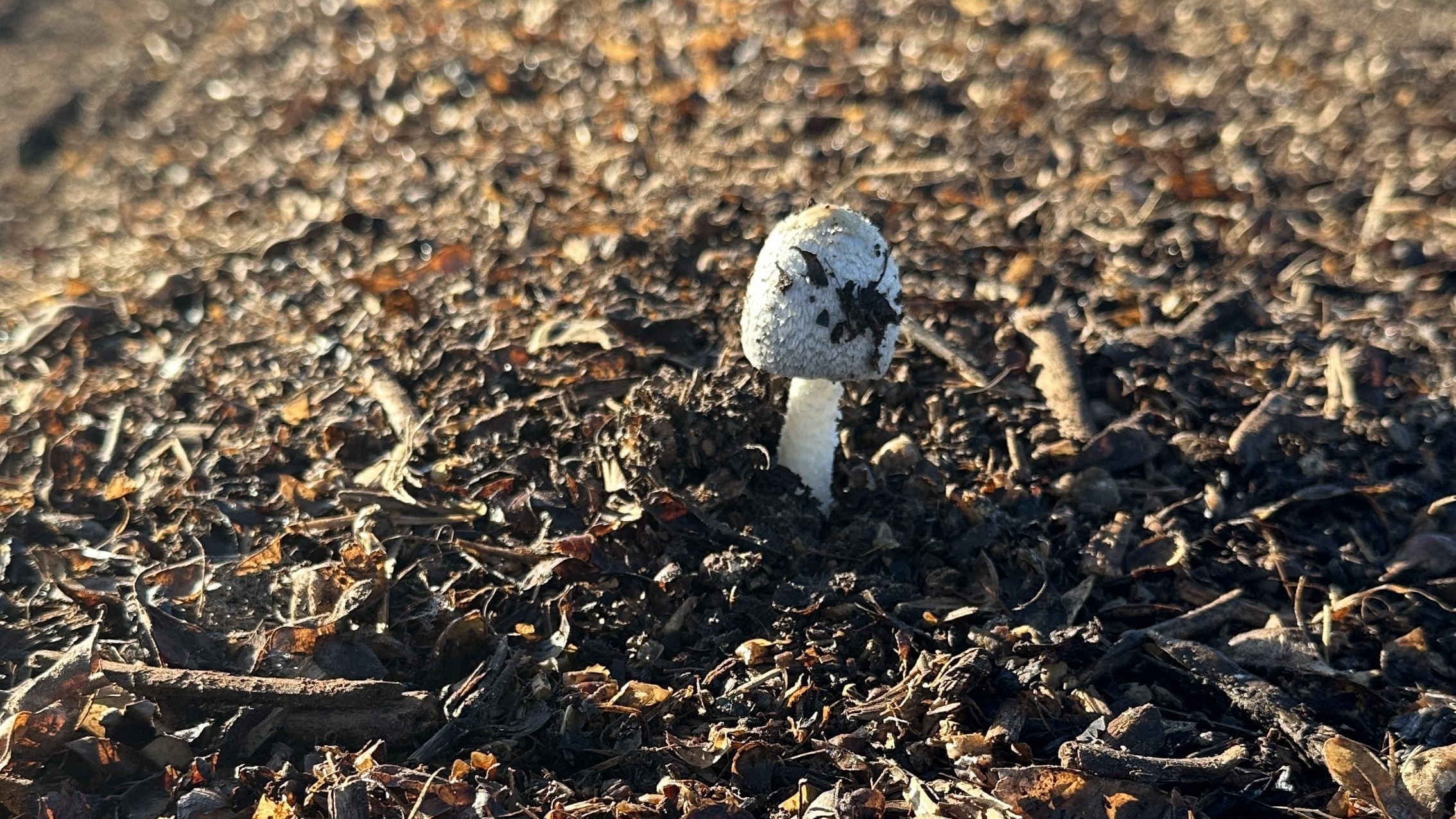 Cogumelo nascendo na leira de compostagem, sinal de vida microbiana no composto
